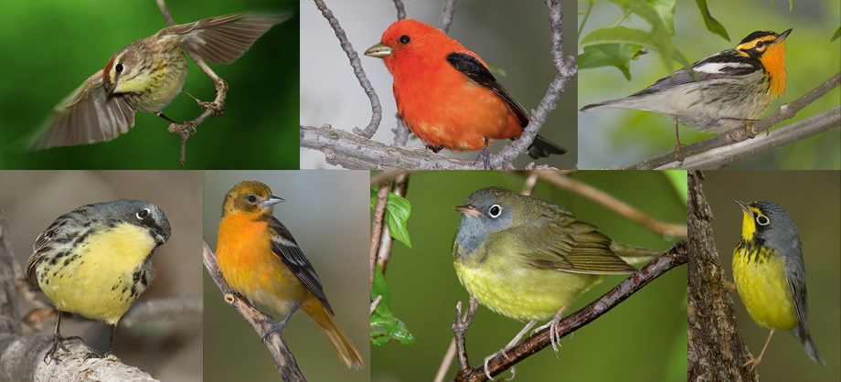 Birding Magee Marsh